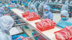 大連海產(chǎn)品加工廠車(chē)間使用冠航不銹鋼手動(dòng)液壓搬運(yùn)車(chē)搬運(yùn)物料
